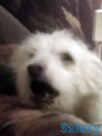 Собака бесплатно, фотография 1