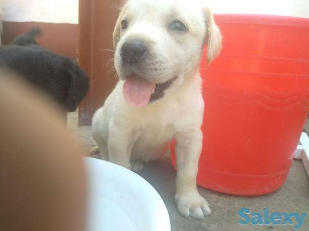 щенки лабрадора, фотография 4