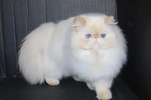 Персидский манчикин, фотография 2