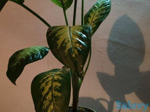 Продам комнатные растения, фотография 2