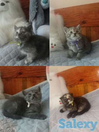 Породистые шотландские котята, фотография 1