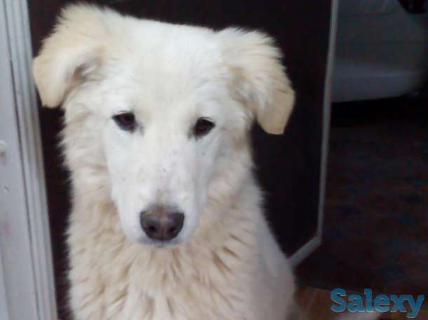 ищу добрые руки для собак, фотография 1