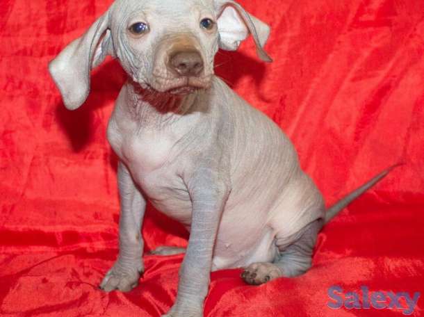 Щенки Ксолотицкунтли мини, фотография 1