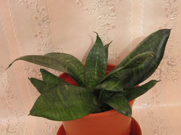 Продаю комнатный цветок Сансевиерия сорт Хахнии, фотография 1