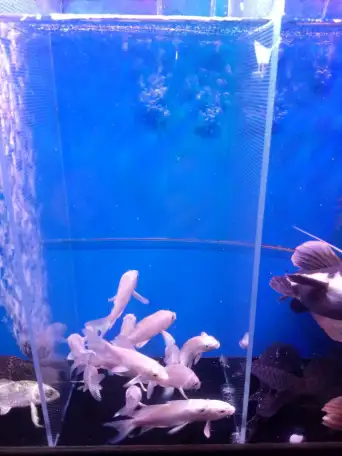 Аквариумные рыбки, фотография 7