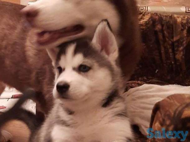 Щенки Сибирской Хаски, фотография 9