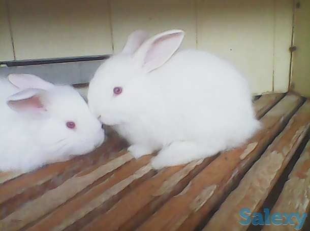 Белые пушистые крольчата, фотография 1