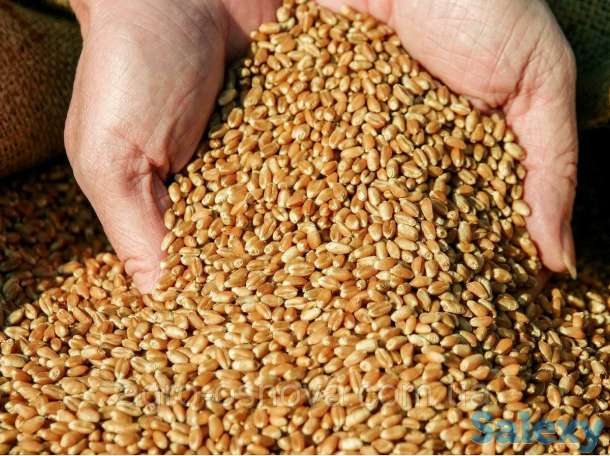 Пшеница, ячмень, подсолнечник, шрот, кукуруза, фотография 2