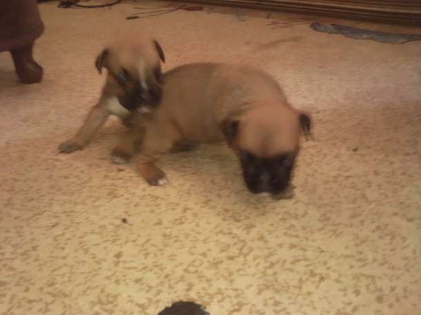 продажа,продаю,продам, фотография 1