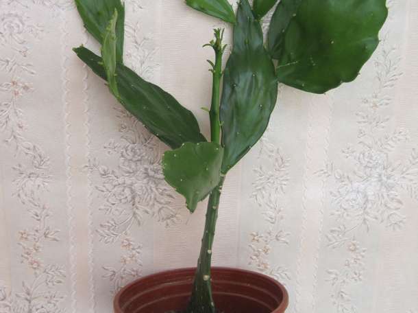 Продажа кактус Опунция бразильская в ассортименте, фотография 1