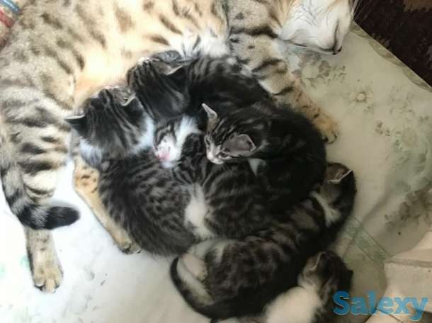 Бенгальские котята, фотография 1