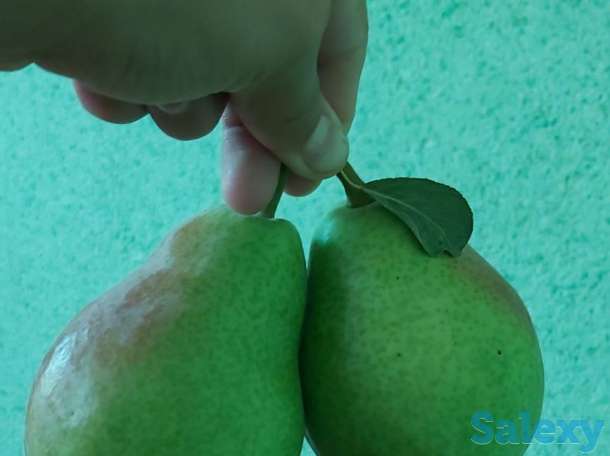 Продаём груши, фотография 1