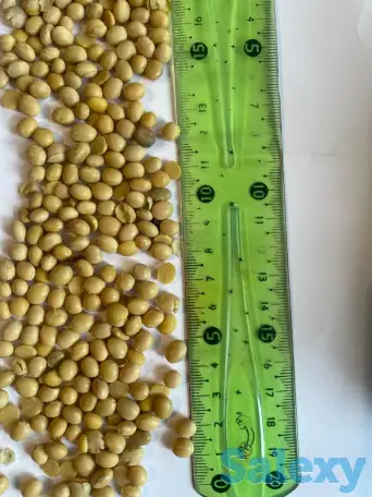 Соя бобы, соя шрот, соя нераф масло Казахстан, фотография 1