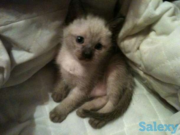 Элитные  сиамские котята, фотография 10