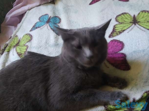 Отдам кошку, фотография 1