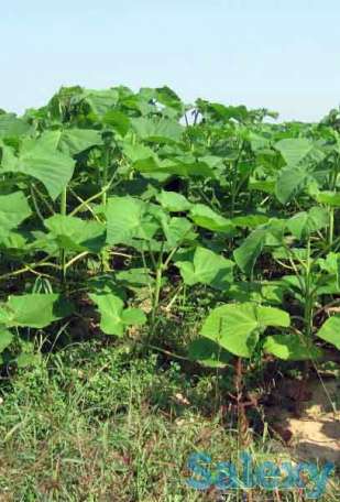 Павловния, фотография 2