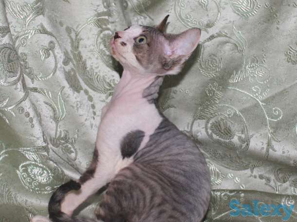 МИЛАШКИ, фотография 3