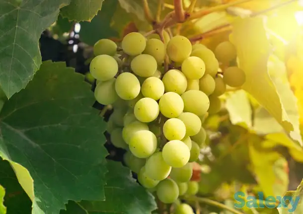 FEHIX CHANNEL  узум кўчатлари, фотография 1