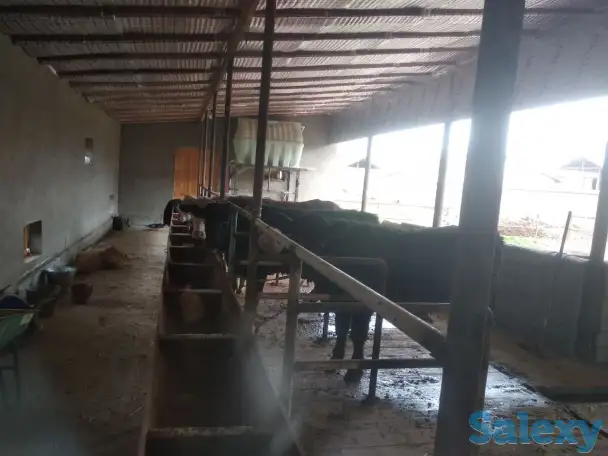 Продажа Ферма Дача, ТашОбл Юкори Чирчик Янги Бозор дахаси, фотография 10