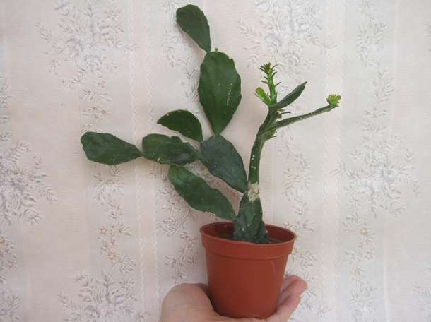 Продажа кактус Опунция бразильская в ассортименте, фотография 3