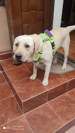 Отдам собаку в хорошие руки., фотография 3