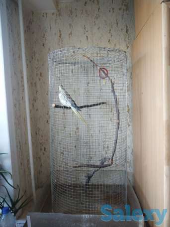 Продаётся попугай породы Корелла., фотография 3