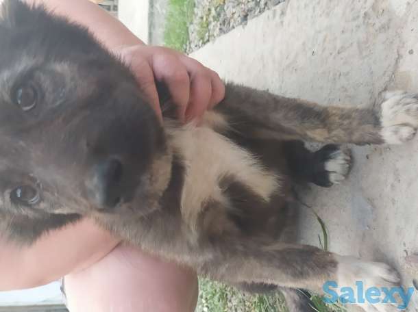 Кавказцы, фотография 2