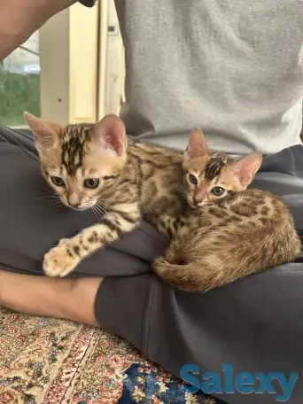 Бенгальский котенок, фотография 1