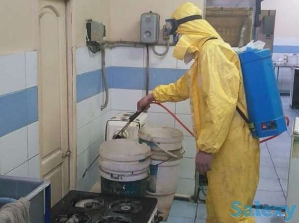 Дезинфекция от насекомых, фотография 11