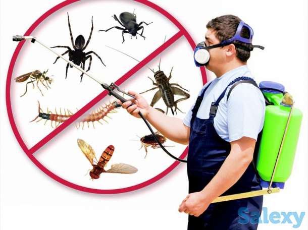 Уничтожение насекомых/ Дизцентр/, фотография 1