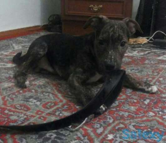 Продам щенков стаффордширского терьера, фотография 1