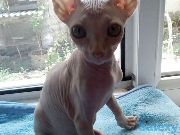 Элитные котята Канадского сфинкса, фотография 3