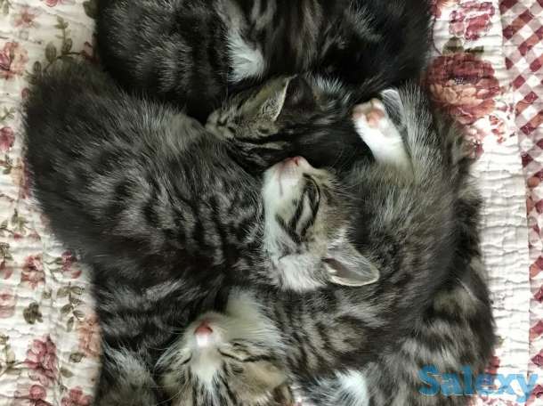 Бенгальские котята, фотография 3