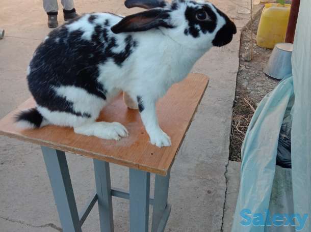 Продаем комбикорм, кроликов и мясо кролика, фотография 6