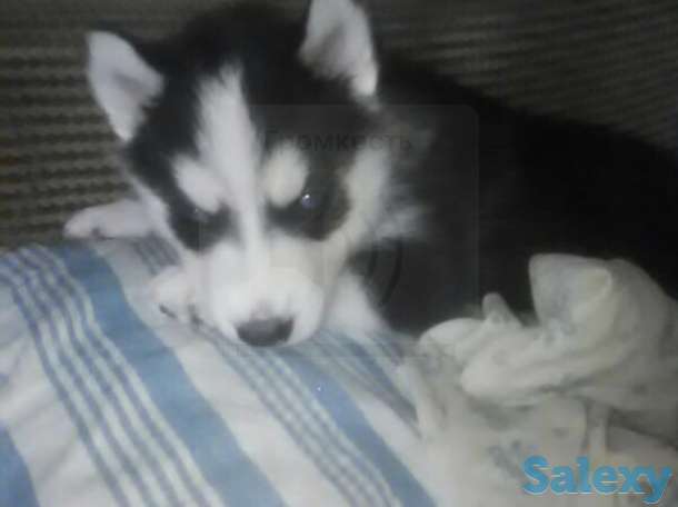 Продается чистокровный хаски, фотография 1