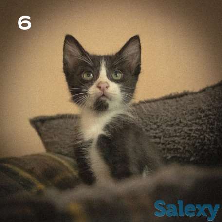 Котятки ищут дом!!, фотография 5