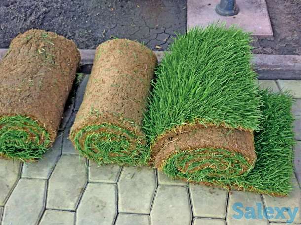 Продаем готовый натуральный газон в рулонах европейского качества доставка, установка за 1 день.  А так же посев газона, фотография 1