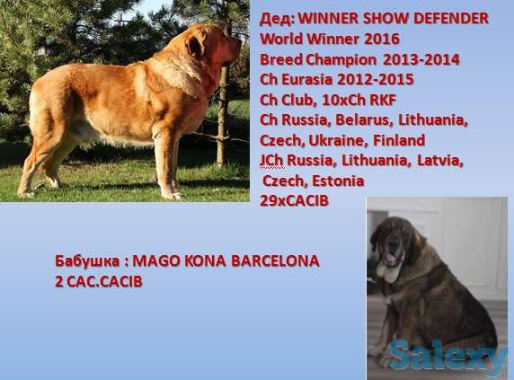 Продажа сука для разведения Испанский мастиф, фотография 1