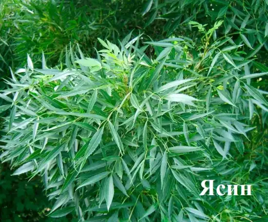 Манзарали дарахт кчатлари, фотография 12