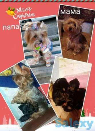 Щенки йорки девочки, фотография 1