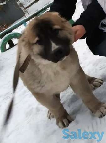 Kavkaz ovcharkasi sotiladi,, фотография 1