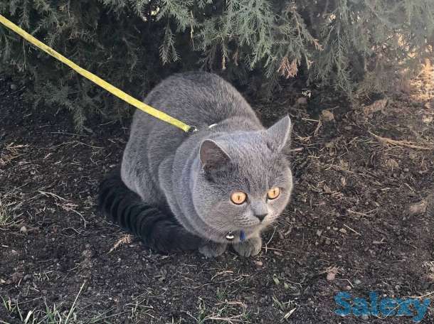 Срочная вязка шотландского кота стив, фотография 1