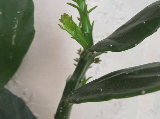 Продажа кактус Опунция бразильская в ассортименте, фотография 4