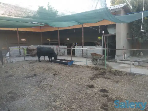 Продажа Ферма Дача, ТашОбл Юкори Чирчик Янги Бозор дахаси, фотография 1