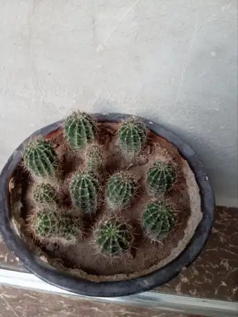 Срочно продам комнатные растения, фотография 4