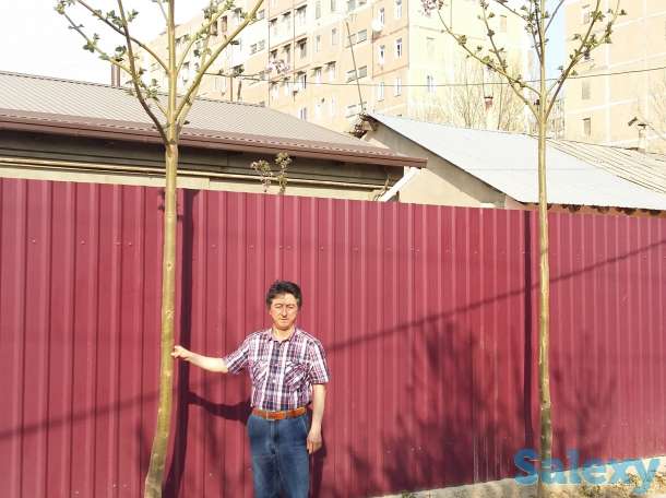 Павловния, фотография 1