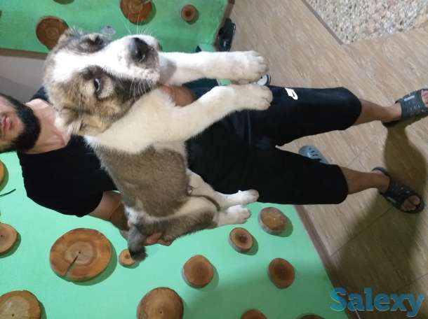 Среднеазиатское овчарка Алабай, фотография 1