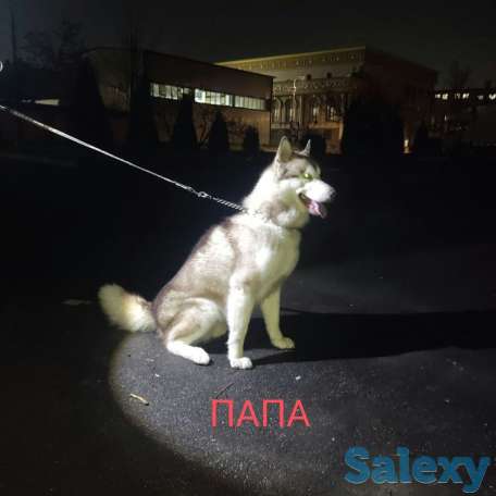 Продаются щенки Аляскинского маламута, фотография 9