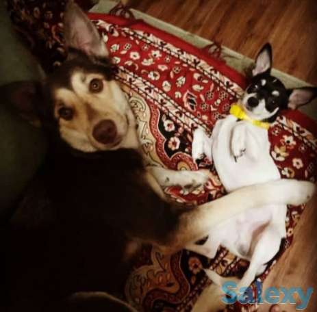 Продаются щенки Аляскинского маламута, фотография 8