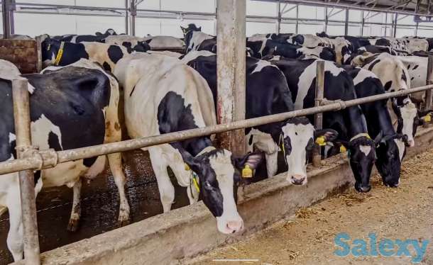 Продажа КРС оптом живым весом по РФ и СНГ, фотография 1